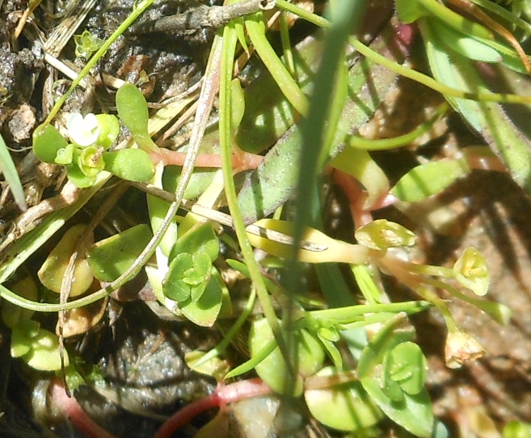 Montia arvensis (=M. fontana subsp. chondrosperma)/ Montia minore